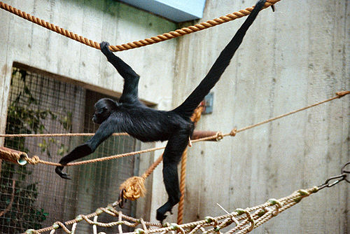 Black-headed spider monkey